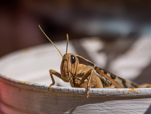 close up of Garden Locust in Southern Africa