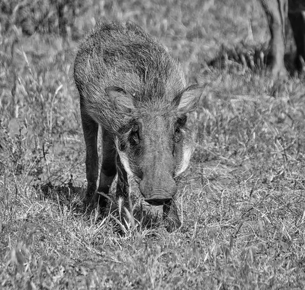 Monochrome Photo Warthog Standing Dry Grass Southern African Savanna — Stock Photo, Image