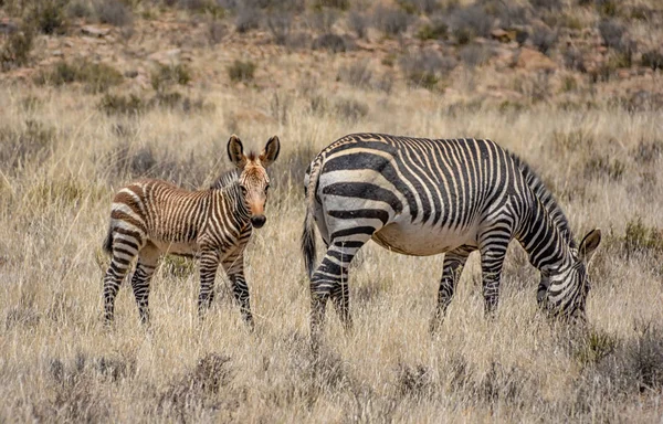 Zebra Mãe Potro Savana África Austral — Fotografia de Stock