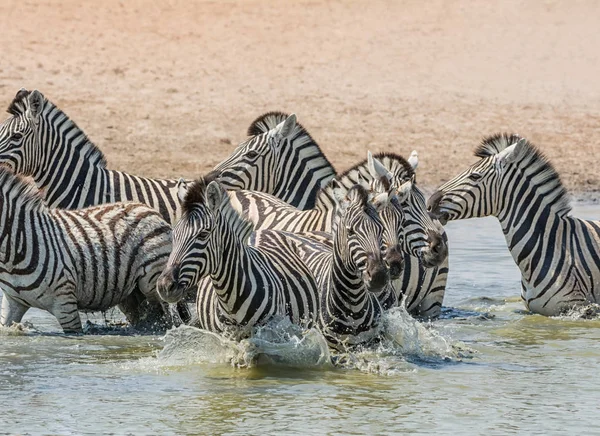 Zebra Átkelőhely Folyón Namíbiai Szavanna Csorda — Stock Fotó