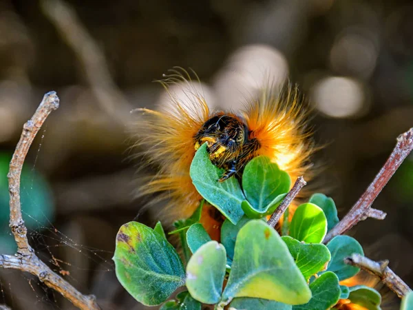 Eutricha Capensis Caterpillar Едят Зеленые Листья Личинок Мыса Лапппет Мотылек — стоковое фото