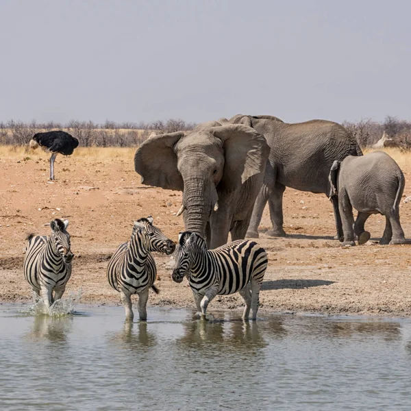 Elefanti Che Inseguono Zebre Nel Pozzo Irrigazione Della Savana Namibiana — Foto Stock