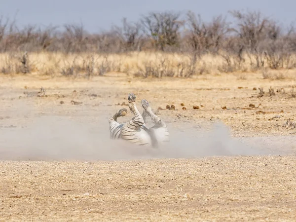 Zèbre Prenant Bain Poussière Dans Savane Namibienne Pendant Journée — Photo