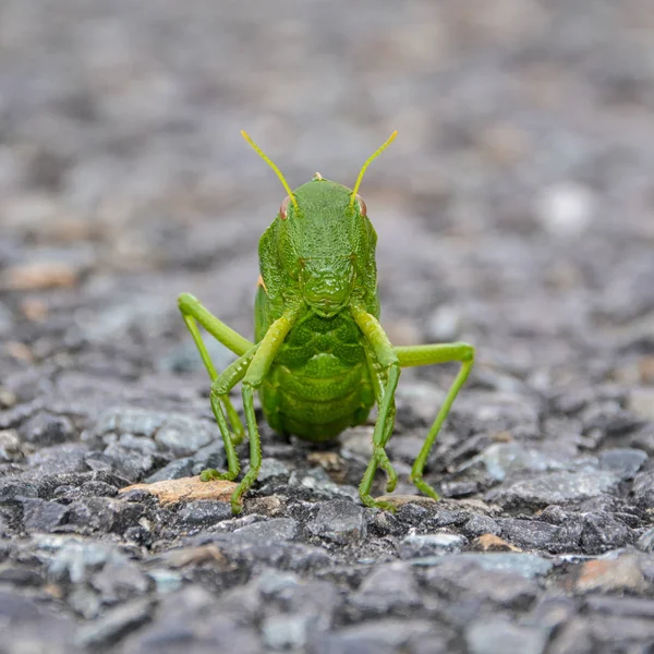 Grüne Blasenheuschrecke Bullacris Intermedia Nymphe Westkap Südafrika — Stockfoto