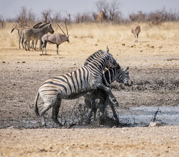 Zebra Mén Harcok Namíbiai Szavanna — Stock Fotó