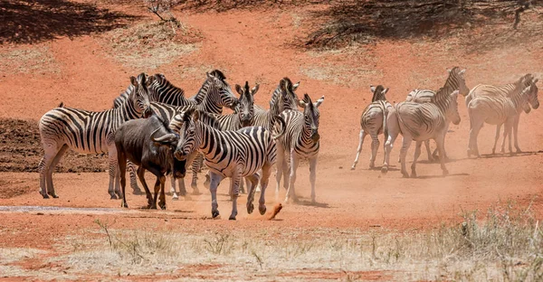 Cebras Ñus Azules Abrevadero Sabana Del Sur África — Foto de Stock