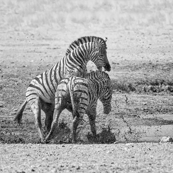 Svartvitt Foto Zebror Striderna Namibiska Savanna — Stockfoto