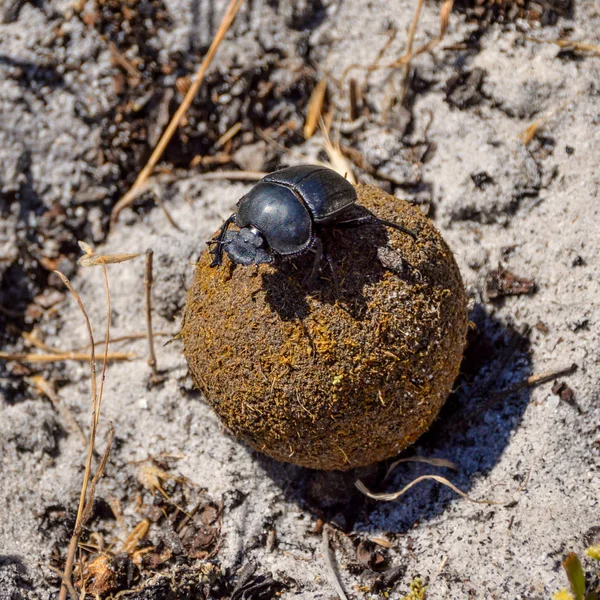 Dung Beetle Rainuré Vert Sur Boule Bouse Bouse Afrique Australe — Photo