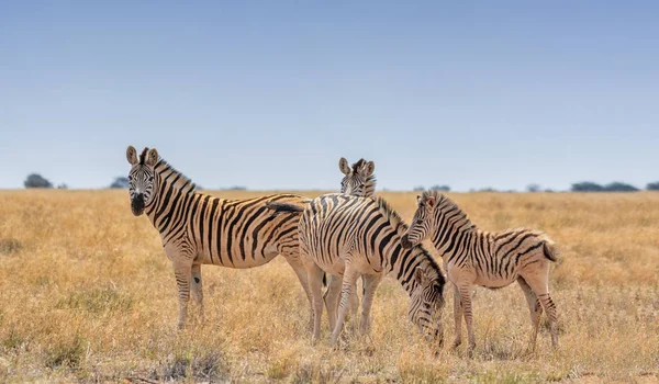 Gruppo Familiare Zebras Sud Africa Savannah — Foto Stock