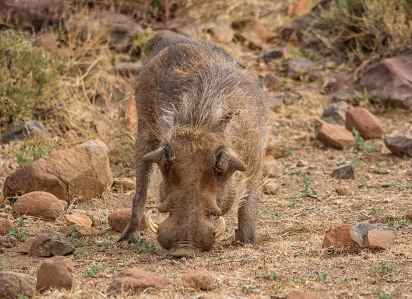 Warthog Makan Halaman Sabana Afrika Selatan — Stok Foto