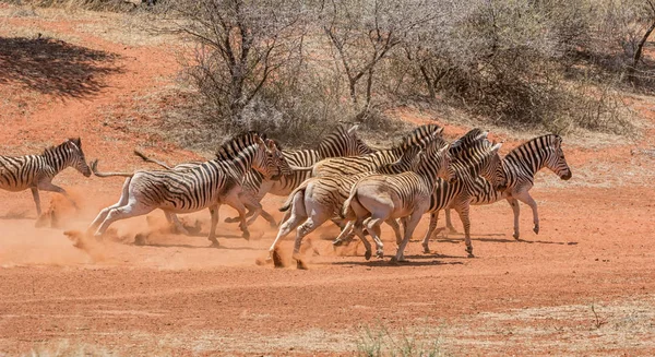 Mandria Zebra Che Attraversa Savana Dell Africa Australe — Foto Stock