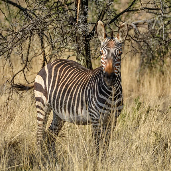 Güney Afrika Savana Yürüyüş Zebra Görünümünü — Stok fotoğraf