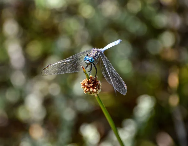 Julia Skimmer Dragonfly Sitting Plant Southern Africa — Stock Photo, Image