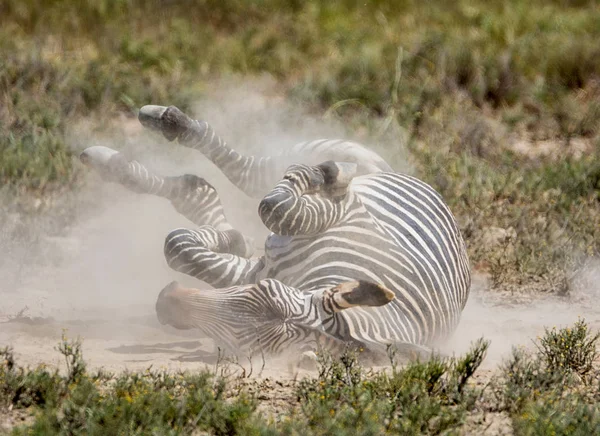 Zebra Kąpieli Kurzu Sawanny Namibii Ciągu Dnia — Zdjęcie stockowe