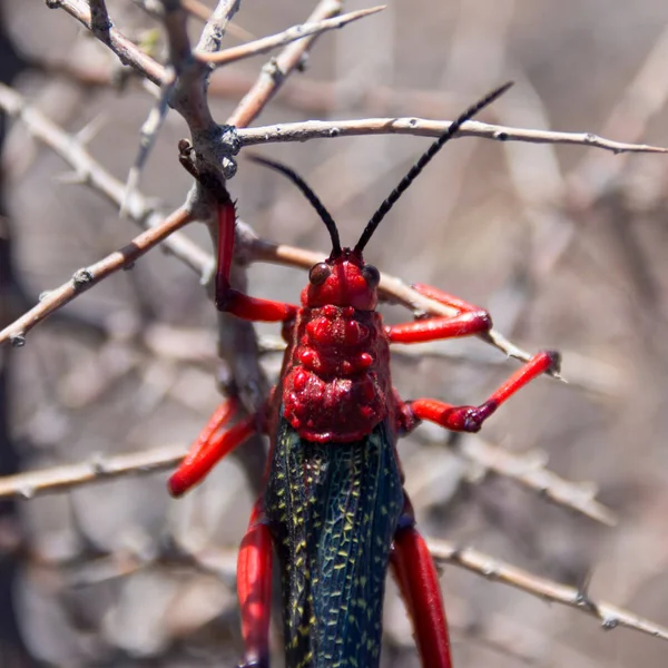 Close Van Gemeenschappelijke Kroontjeskruid Locust Phymateus Morbillosus Dood Kameel Thorn — Stockfoto