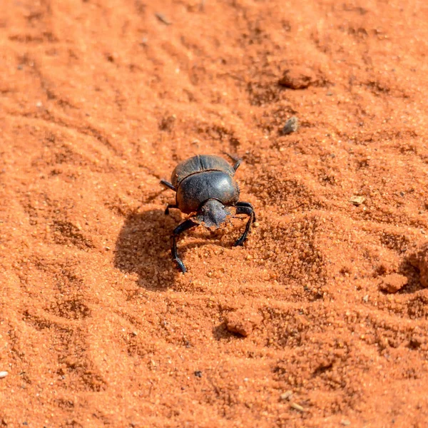 Dung Beetle Rolando Bola Através Pista Sujeira Vermelha — Fotografia de Stock