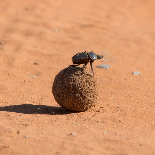 Boule Roulement Dung Beetle Sur Piste Terre Rouge — Photo