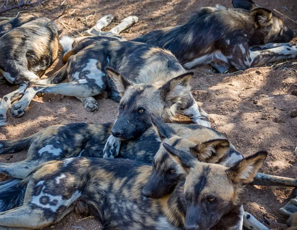Африканських Дикі Собаки Лежав Намібійським Савана — стокове фото