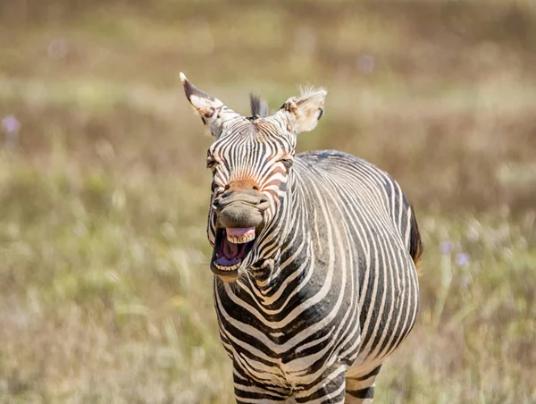 Cerca Cape Mountain Zebra Mirando Como Riera —  Fotos de Stock