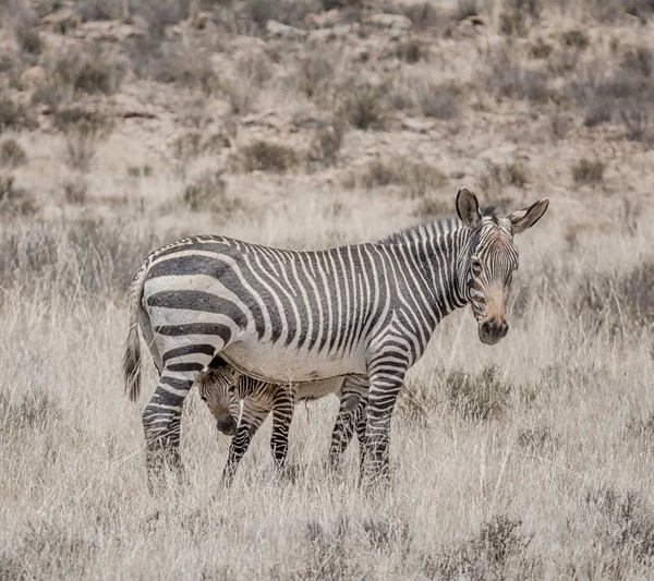 Zebra Mãe Potro Caminhando Savana África Austral — Fotografia de Stock