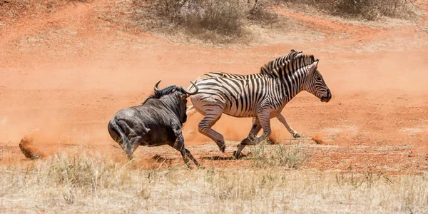 Zebra Blauwe Gnoe Gieter Gat Zuidelijke Afrikaanse Savanne — Stockfoto