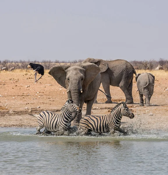 Słonie Chasing Zebras Przy Wodopoju Sawanny Namibii — Zdjęcie stockowe