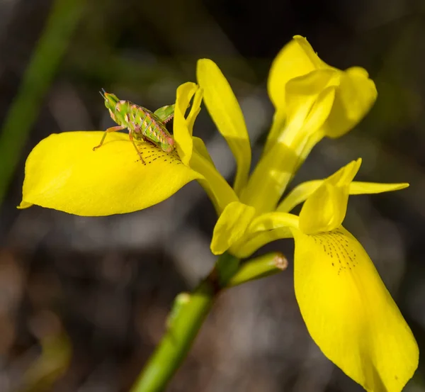 Twospur Bush Hopper Thericleidae Grasshopper Rush Leaved Moraea Flower Sudáfrica —  Fotos de Stock