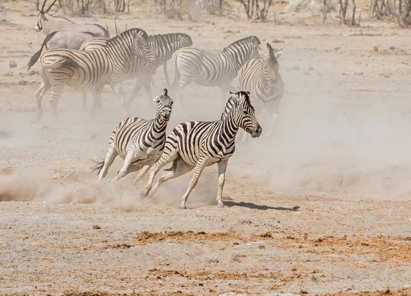 Stado Zebra Uruchomiony Przez Południowej Afryki Savanna — Zdjęcie stockowe