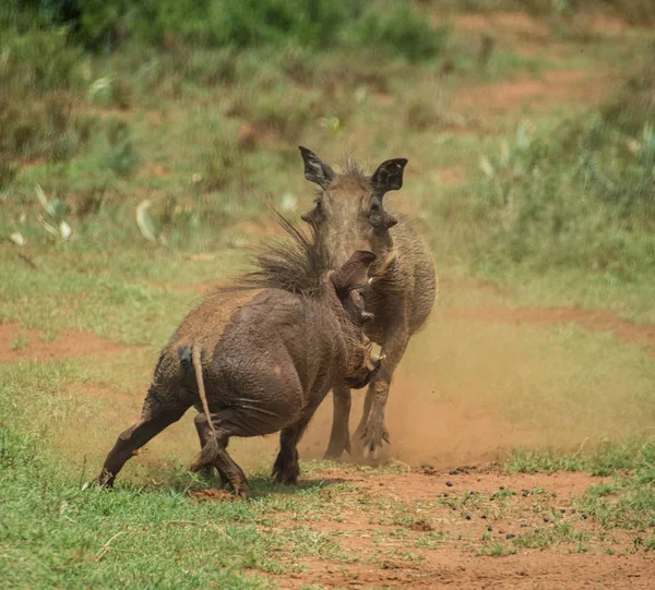 Pareja Jóvenes Warthogs Luchando Sabana Del Sur África — Foto de Stock