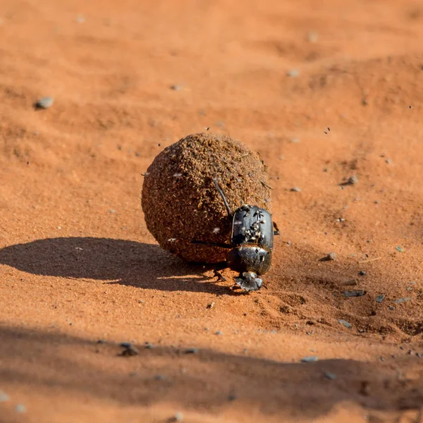 Boule Roulement Dung Beetle Sur Piste Terre Rouge — Photo