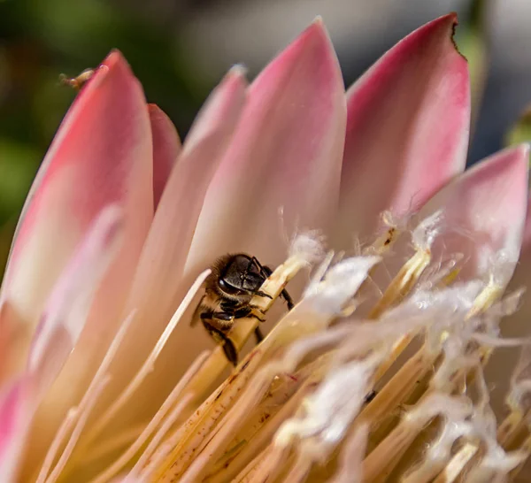 プロテア シロクローバ花南岬 南アフリカ共和国のミツバチ — ストック写真