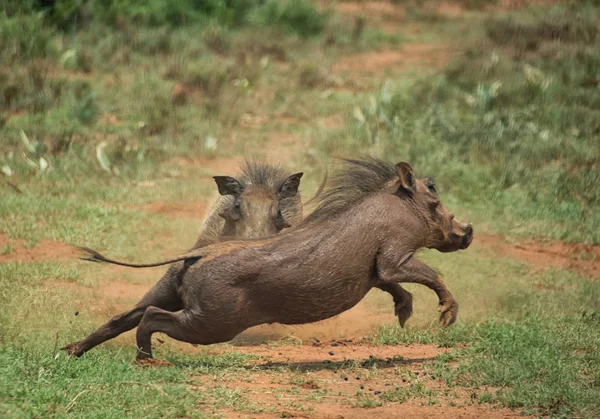 非洲南部大草原上的一对少年疣猪战斗 — 图库照片