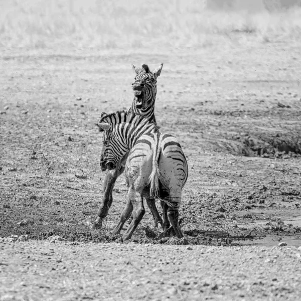 Foto Monocromática Zebras Lutando Savana Namíbia — Fotografia de Stock