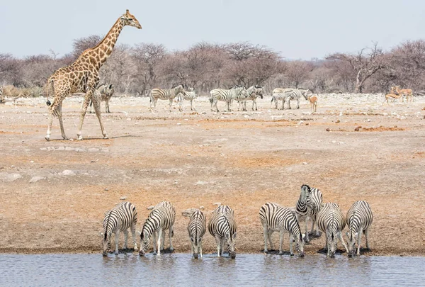 Zebra group and giraffe at watering hole in Namibian savanna