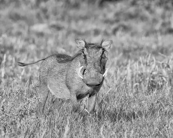 Monochromatycznych Zdjęć Warthog Stojący Suchej Trawy Sawanny Afryki Południowej — Zdjęcie stockowe