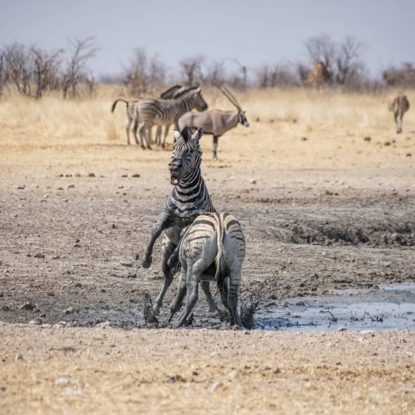 Stalloni Zebra Che Combattono Nella Savana Namibiana — Foto Stock