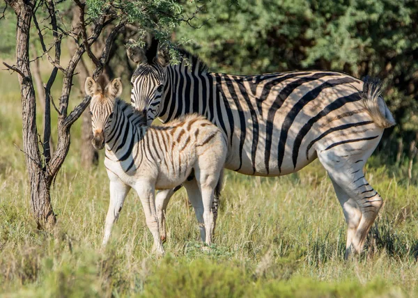 Cape Mountain Mãe Zebra Potro Pastagens Savana África Austral — Fotografia de Stock