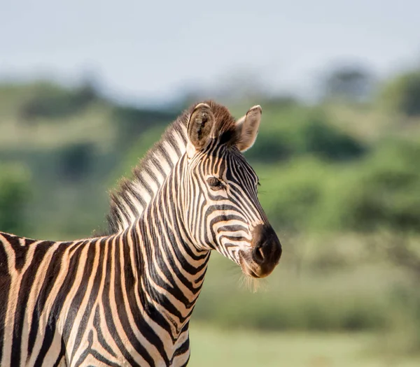 Zebra Güney Afrika Savannah Yan Portresi — Stok fotoğraf