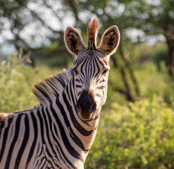 Zebra Güney Afrika Savannah Portresi — Stok fotoğraf