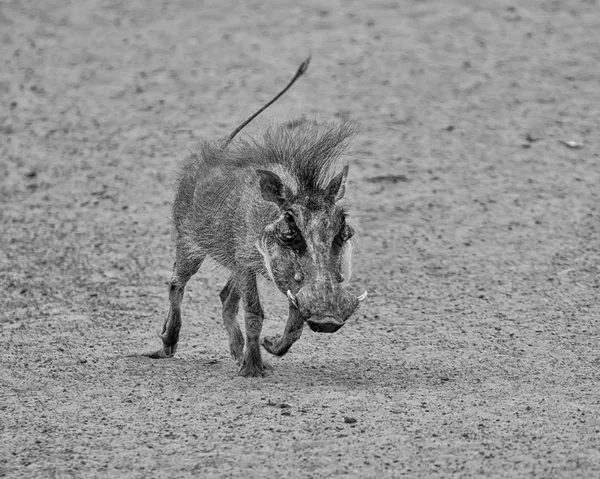 Zdjęcie Monochromatyczne Młody Warthog Uruchomiona Południowej Afrykańskiej Sawanny — Zdjęcie stockowe