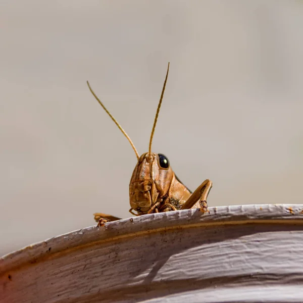 Close Van Tuin Locust Zuidelijk Afrika — Stockfoto