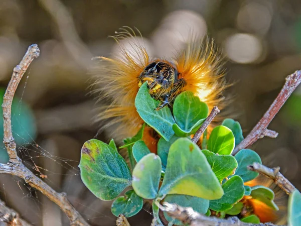 Eutricha Capensis Caterpillar Eating Green Leaves Larva Cape Lappet Moth — Stock Photo, Image