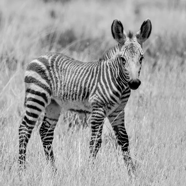Černobílé Fotografie Zebra Stojící Jižní Africké Savany — Stock fotografie