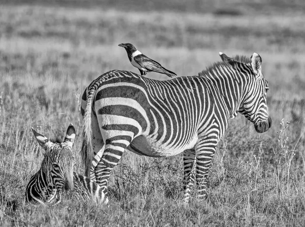 Photo Monochrome Corneilles Pied Crow Perches Arrière Cape Mountain Zebra — Photo