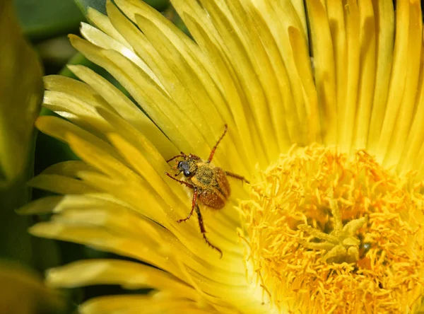 Spider Monkey Beetle Coberto Pólen Amarelo Sour Fig Flor — Fotografia de Stock