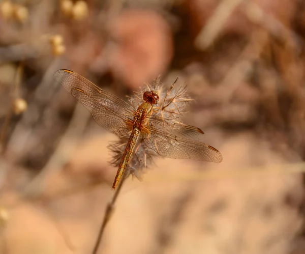 Kleine Scharlachrote Libelle Ruht Auf Pflanze Südafrika — Stockfoto