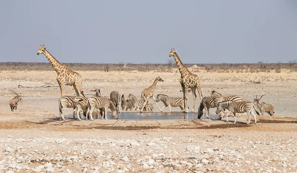 斑马群和长颈鹿在纳米比亚稀树草原浇水孔 — 图库照片