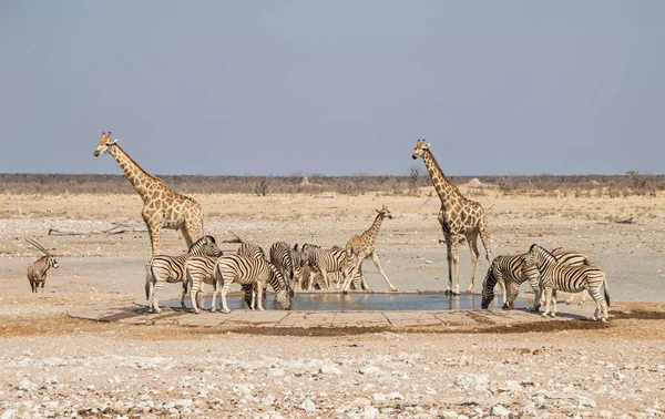 Grupo Zebra Girafas Buraco Rega Savana Namíbia — Fotografia de Stock