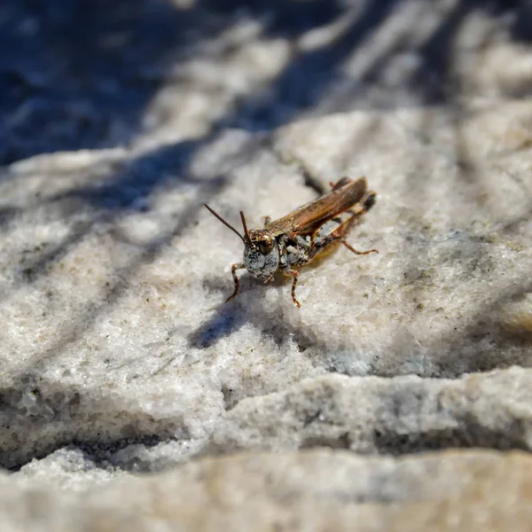 Grasshopper Individual Sentado Piedra Sudáfrica —  Fotos de Stock