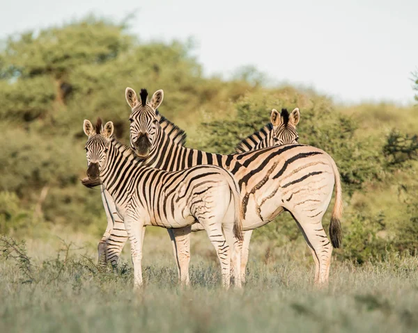 Grupo Familiar Zebras Savannah África Austral — Fotografia de Stock